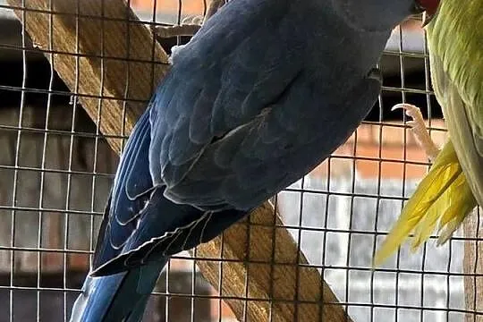 Papugi sprzedam, Małopolskie, Proszowice
