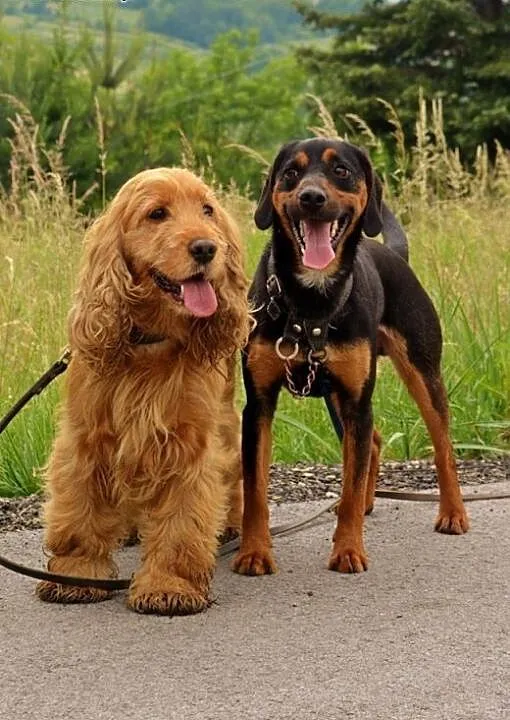 Bonnie i Clyde - cocker spaniel i gończy słowacki