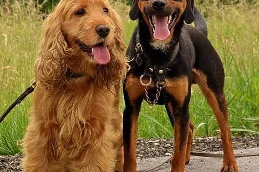 Bonnie i Clyde - cocker spaniel i gończy słowacki 