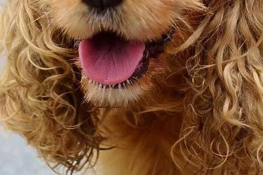 Bonnie i Clyde - cocker spaniel i gończy słowacki 
