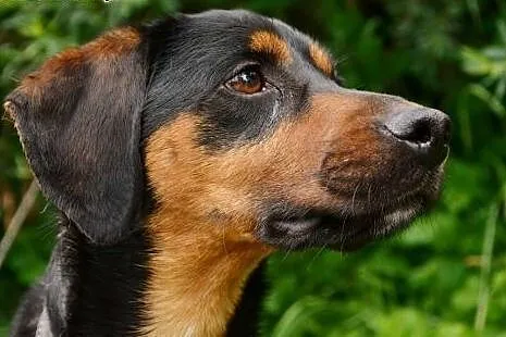 Bonnie i Clyde - cocker spaniel i gończy słowacki 