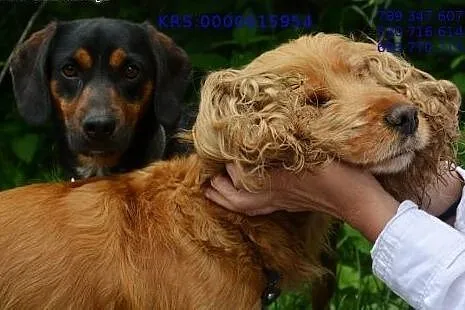 Bonnie i Clyde - cocker spaniel i gończy słowacki 