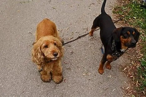 Bonnie i Clyde - cocker spaniel i gończy słowacki 