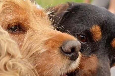 Bonnie i Clyde - cocker spaniel i gończy słowacki 