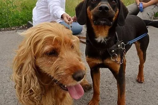 Bonnie i Clyde - cocker spaniel i gończy słowacki 