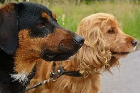 Bonnie i Clyde - cocker spaniel i gończy słowacki 