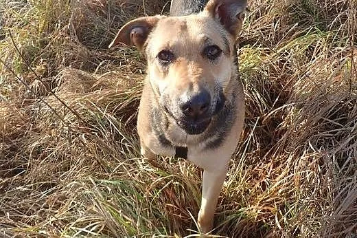 Tola -10 miesięczna duża sunia do adopcji ,  Kundelki cała Polska