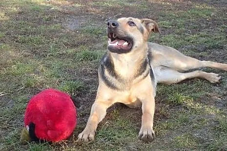 Tola -10 miesięczna duża sunia do adopcji ,  Kunde