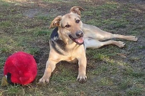 Tola -10 miesięczna duża sunia do adopcji ,  Kunde