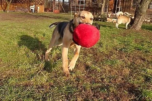 Tola -10 miesięczna duża sunia do adopcji ,  Kunde