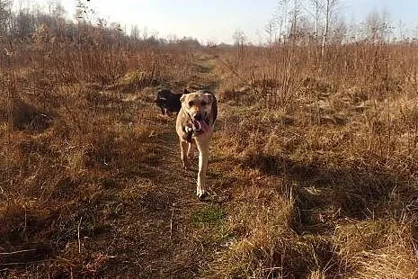 Tola -10 miesięczna duża sunia do adopcji ,  Kunde