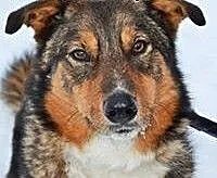 Fruzia piękna, mądra sunia do adopcji!!!, małopol