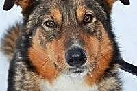 Fruzia piękna, mądra sunia do adopcji!!!,  małopol