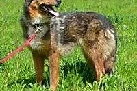 Fruzia piękna, mądra sunia do adopcji!!!,  małopol