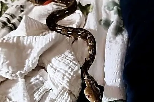 Pyton Siatkowany Samiczka