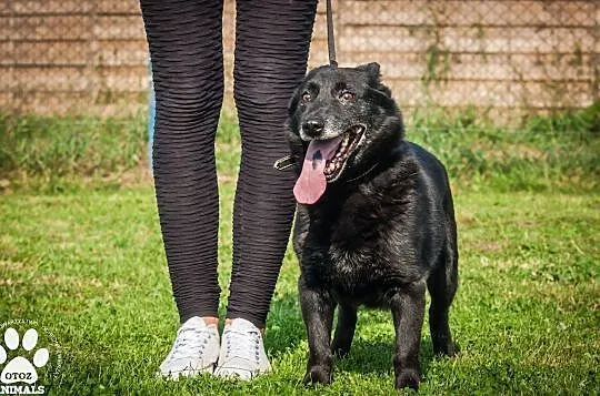OTOZ Animals - Murzyn - dojrzały psiak, który lata spędził za kratami, Pomorskie, Tczew