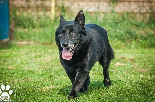 OTOZ Animals - Murzyn - dojrzały psiak, który lata spędził za kratami, Pomorskie, Tczew
