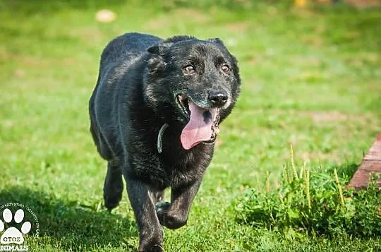 OTOZ Animals - Murzyn - dojrzały psiak, który lata spędził za kratami, Pomorskie, Tczew