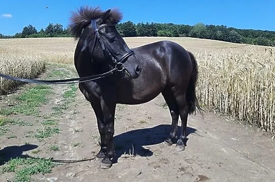 Sprzedam klacz kucyka, , Osiek