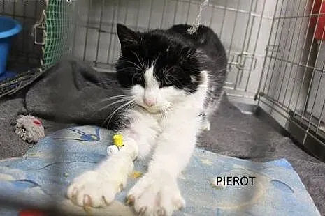 Pierot bez szans...,  łódzkie Łódź