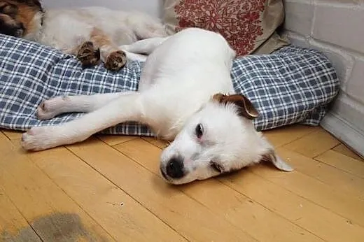 BUBA - 4 mies. sama słodycz szuka domu!,  mazowiec