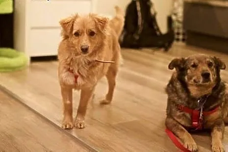 Zwinna i kompatybilna Odysia do adopcji, mazowieckie Warszawa