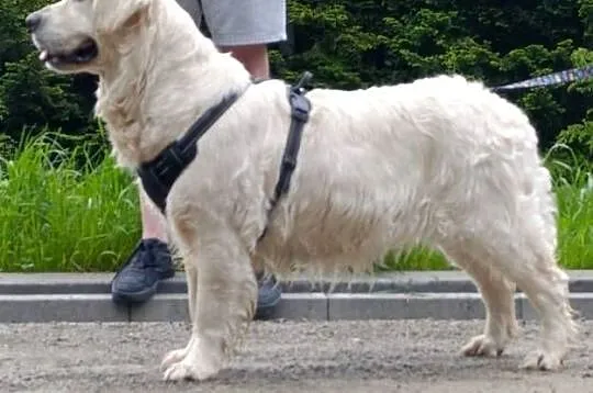 Sunia Golden retriever ZKPL