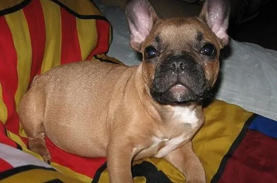 Buldog francuski do odbioru