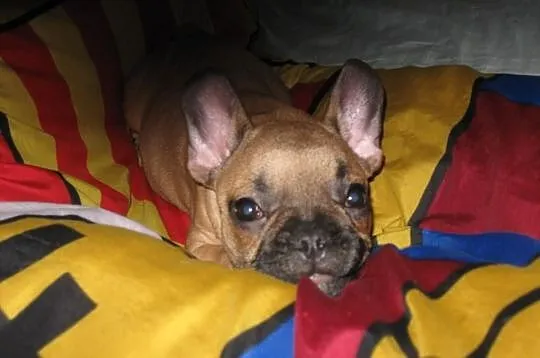 Buldog francuski do odbioru