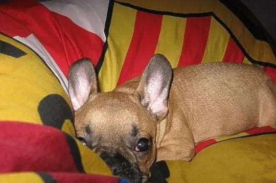 Buldog francuski do odbioru