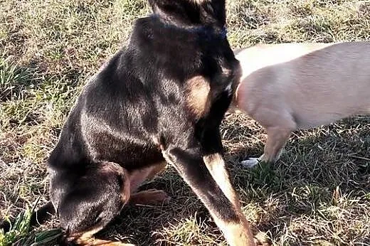 Uratuj MELE, szuka domku, pokochaj,  Pozostałe ras