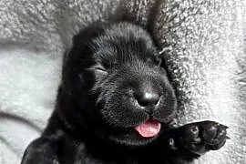 Labrador czarne ZKwP (FCI) szczenięta po Championie, suczki i piesek