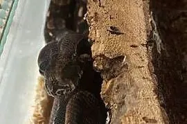 Boa Imperator