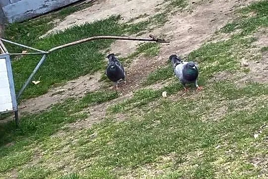 Gołębie Kingi, Wielkopolskie, Raczyce