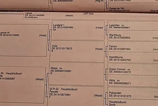 Wydzierżawię konia/udostępnię do treningów, , 