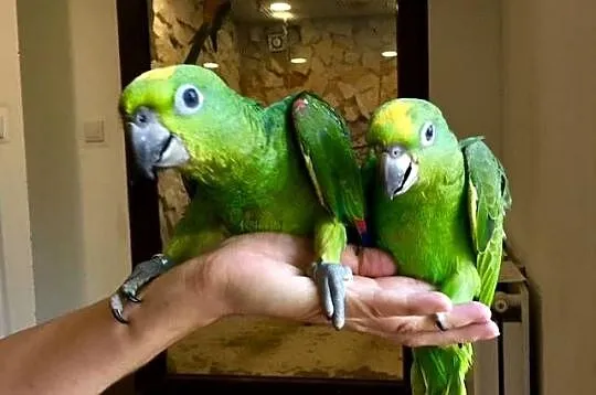 Amazonka żółtogłowa ochrocephala Kraków