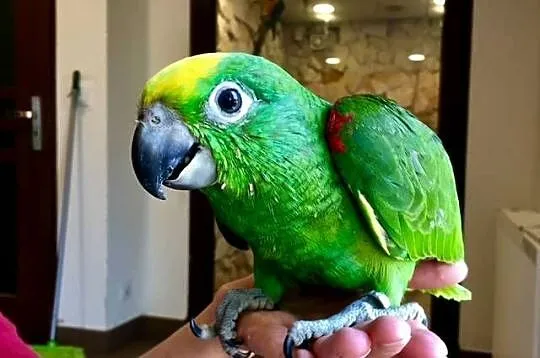 Amazonka żółtogłowa ochrocephala Kraków, Małopolskie, Kraków