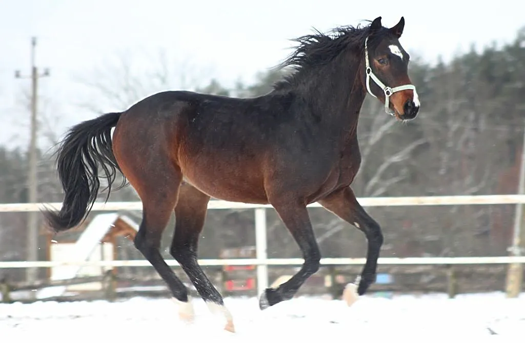 Hol. ogierek 2019 Cornet Obolensky x Calato (Mistrzyni Polski), , Nowy
