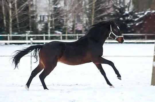 Hol. ogierek 2019 Cornet Obolensky x Calato (Mistrzyni Polski), , Nowy
