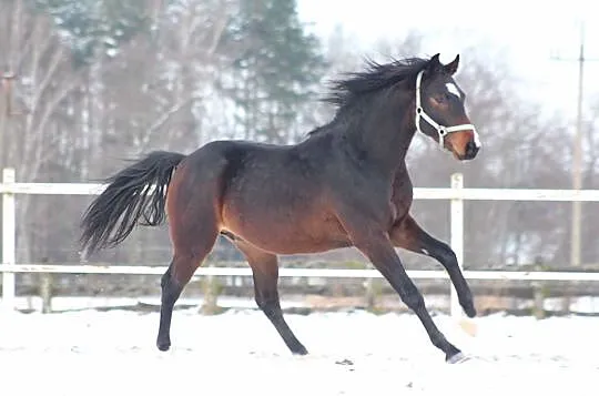 Hol. ogierek 2019 Cornet Obolensky x Calato (Mistrzyni Polski), , Nowy