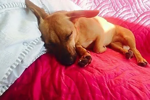 Zosia: sunia w typie jamnika czeka na kochające se