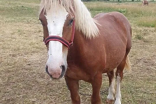 Źrebica zimnokrwista, Dolnośląskie, Bielawa