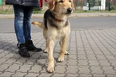 Viola szorstkowłosa piękność wypatruje swego pana,