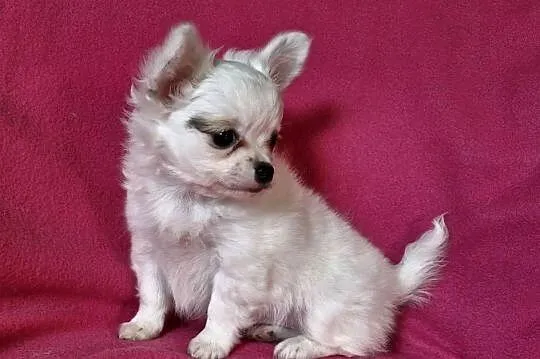 Suczka Chihuahua długowłosa