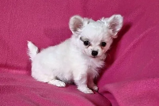 Suczka Chihuahua długowłosa, Kujawsko-pomorskie, Koronowo