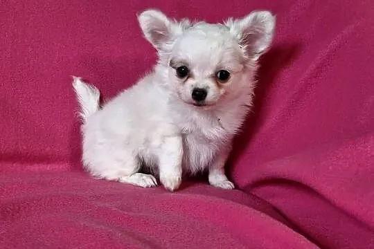 Suczka Chihuahua długowłosa, Kujawsko-pomorskie, Koronowo
