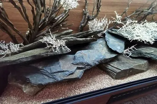 Terrarium hodowlane dla gekona lamparciego żółwia greckiego