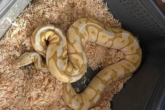 Pyton Królewski Samiec bumblee banana, Śląskie, Myszków