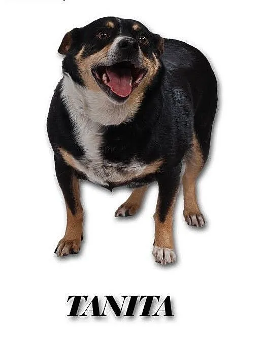 Tanita gorąco prosi o dom, śląskie Tarnowskie Gór