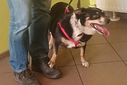 Tanita gorąco prosi o dom,  śląskie Tarnowskie Gór